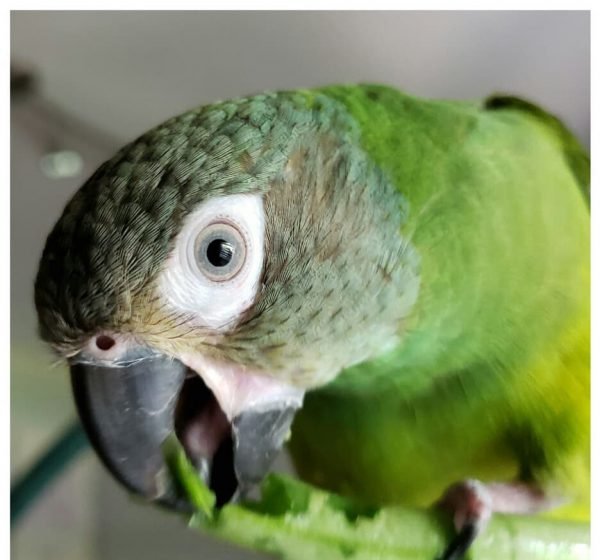 kai_theconure_117436561_297910848194581_9051546600444345140_n-e1597685342749-600x560-1.jpg